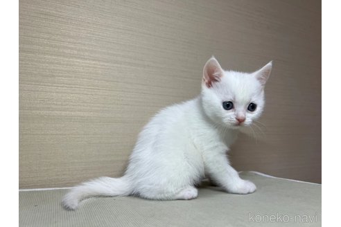 成約済の茨城県のスコティッシュフォールド-102836の3枚目